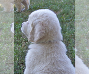 English Cream Golden Retriever Puppy for sale in LITTLETON, CO, USA