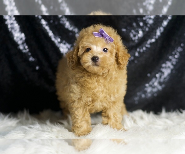 Medium Photo #3 Poodle (Toy) Puppy For Sale in WARSAW, IN, USA