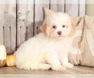 Poochon Puppy for sale in MOUNT VERNON, OH, USA