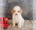 Small #4 Poodle (Miniature)
