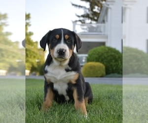Greater Swiss Mountain Dog Puppy for sale in BELLEFONTE, PA, USA