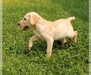 Labrador Retriever Puppy for sale in TWIN FALLS, ID, USA