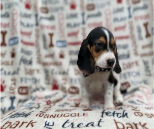 Medium Photo #7 Beagle Puppy For Sale in LAKELAND, FL, USA