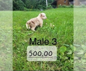 Border Collie Puppy for sale in BLAIR, WI, USA