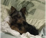 Small Photo #1 Havashire-Mal-Shi Mix Puppy For Sale in FLEMING ISLAND, FL, USA