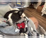 Small #1 American Pit Bull Terrier-Labrador Retriever Mix