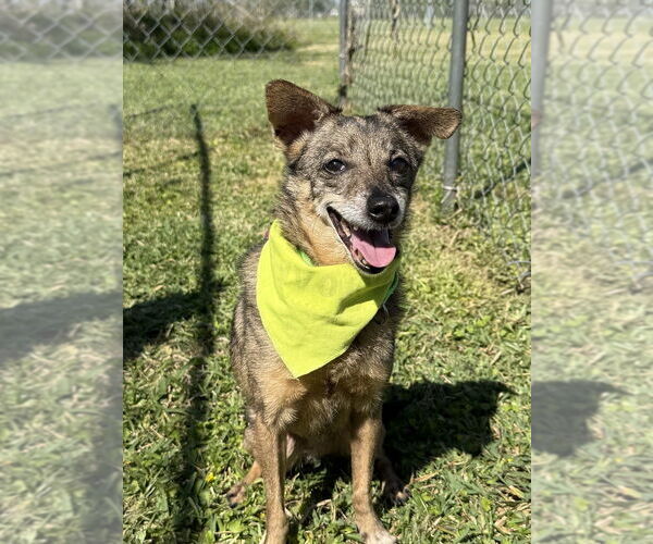 Medium Photo #3 Mutt Puppy For Sale in San Leon, TX, USA