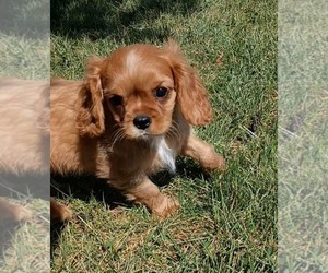 Medium Cavalier King Charles Spaniel