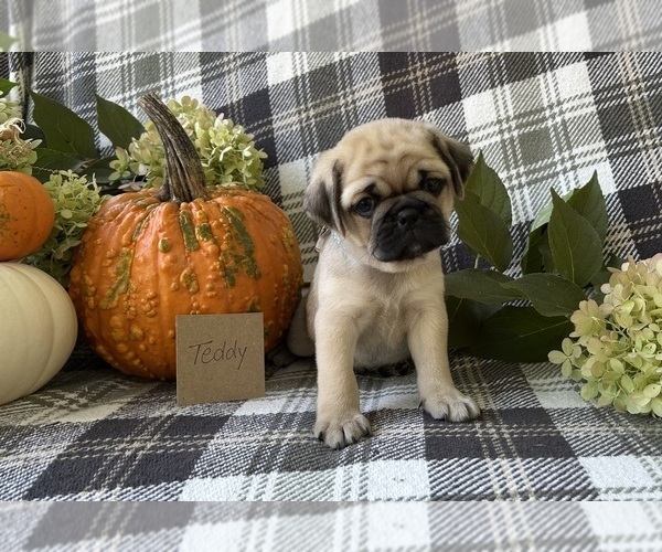 Medium Photo #1 Puggle Puppy For Sale in ELKTON, VA, USA