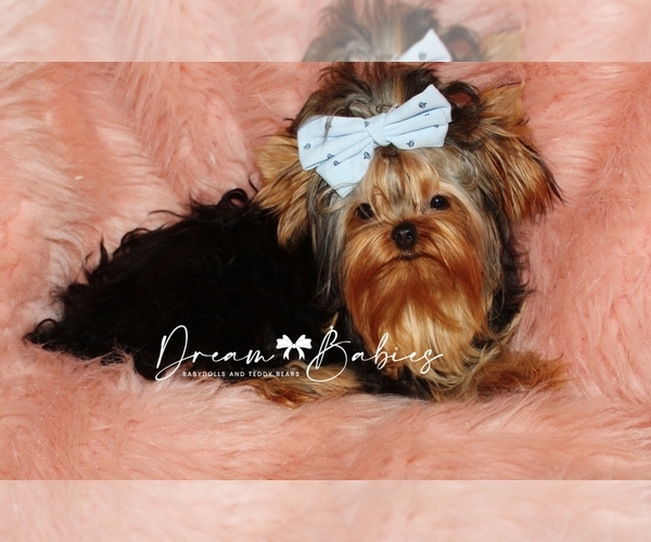 Full screen Photo #7 Yorkshire Terrier Puppy For Sale in PFLUGERVILLE, TX, USA