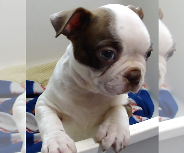 Medium Photo #4 Boston Terrier Puppy For Sale in BEND, OR, USA