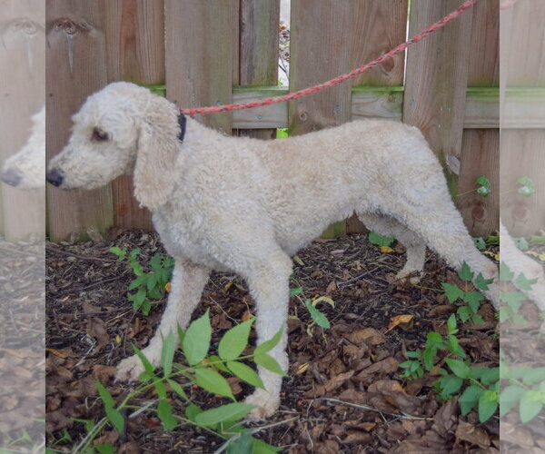 Medium Photo #4 Mutt Puppy For Sale in Huntley, IL, USA
