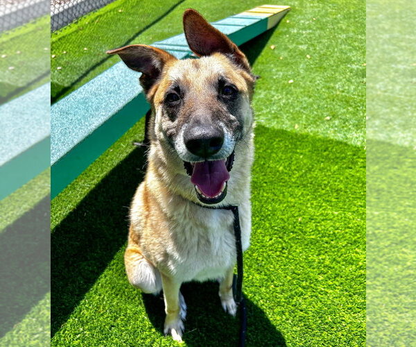 Medium Photo #6 German Shepherd Dog Puppy For Sale in Salinas, CA, USA