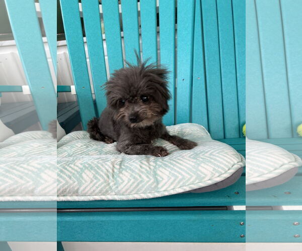 Medium Photo #3 Mutt Puppy For Sale in Pacolet, SC, USA