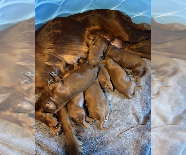 Medium Photo #1 Irish Setter Puppy For Sale in ONEONTA, NY, USA