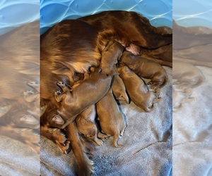 Irish Setter Puppy for sale in ONEONTA, NY, USA