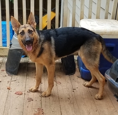 German Shepherd Dog Puppy for sale in COMMERCE, GA, USA