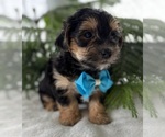 Small #10 Morkie