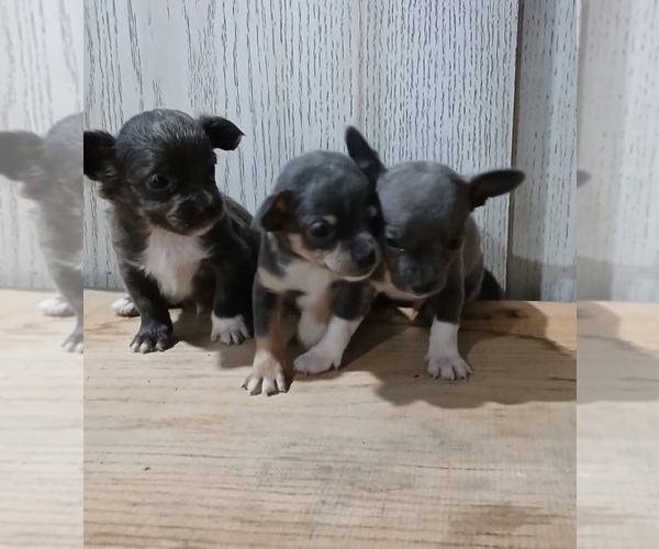 Medium Photo #1 Chihuahua Puppy For Sale in JASONVILLE, IN, USA