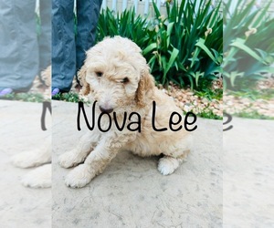 Goldendoodle Puppy for sale in MONTICELLO, GA, USA