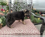 Puppy Puppy 1 German Shepherd Dog