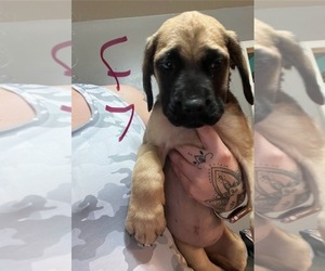 Mastiff Puppy for sale in MOUNT AIRY, NC, USA