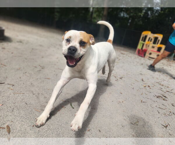 Medium Photo #16 Bulloxer Puppy For Sale in Myrtle Beach, SC, USA