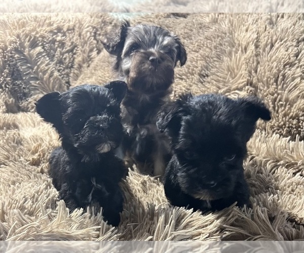 Medium Photo #9 Schnauzer (Miniature) Puppy For Sale in WALNUT COVE, NC, USA