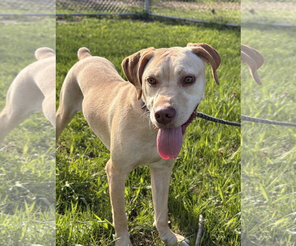 Medium Photo #5 Labrador Retriever-Unknown Mix Puppy For Sale in Jefferson, WI, USA