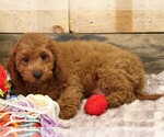 Small #9 Cavapoo