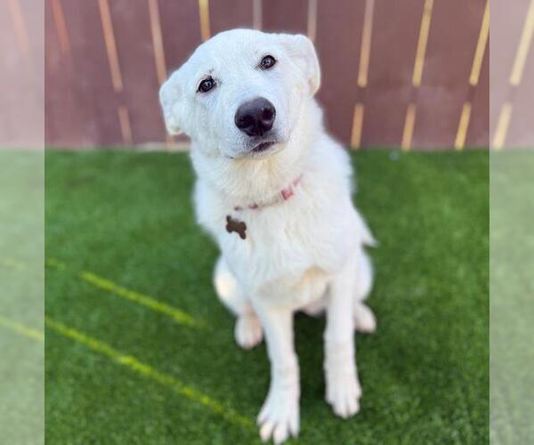 Medium Photo #4 Labrador Retriever-Unknown Mix Puppy For Sale in San Diego, CA, USA