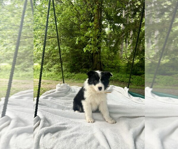 Medium Photo #1 Border-Aussie Puppy For Sale in ENUMCLAW, WA, USA