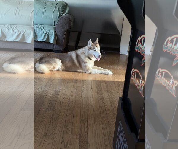 Medium Photo #2 Siberian Husky Puppy For Sale in Spring Lake, NJ, USA