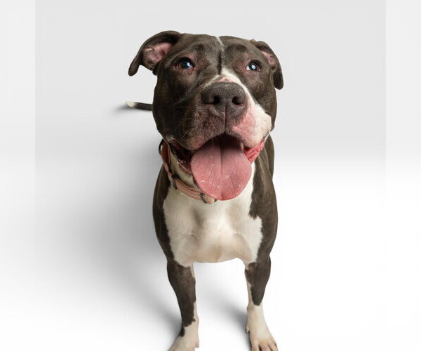 Medium Photo #1 American Staffordshire Terrier-Unknown Mix Puppy For Sale in Rowlett, TX, USA