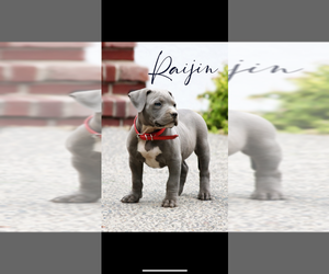 American Pit Bull Terrier Puppy for sale in YAKIMA, WA, USA