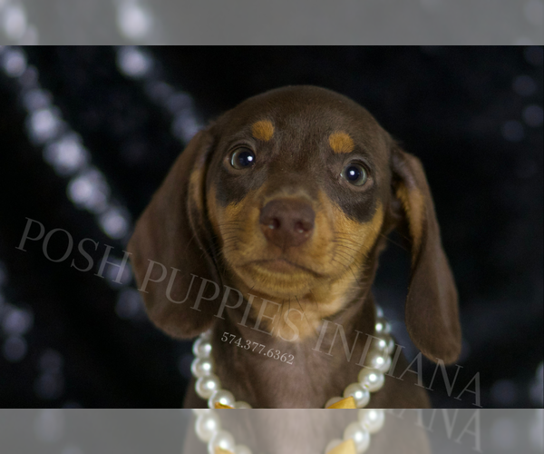 Medium Photo #2 Dachshund Puppy For Sale in WARSAW, IN, USA