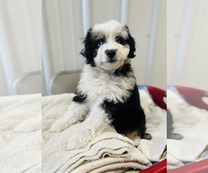 Aussiedoodle Miniature Puppy for sale in HAMILTON, MI, USA