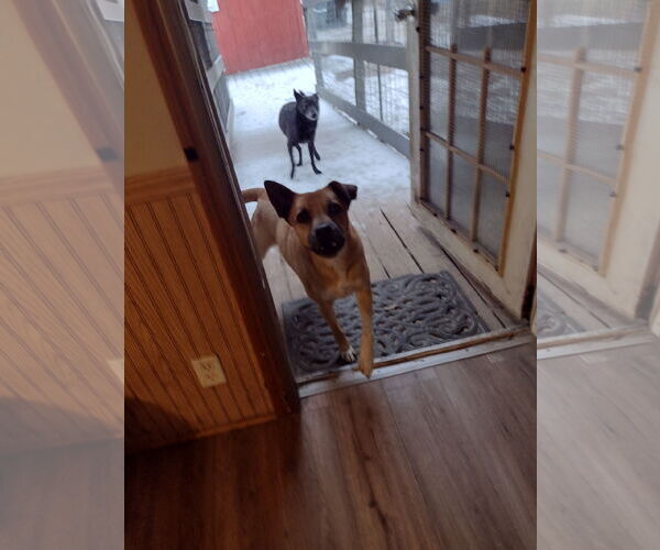 Medium Photo #5 Mutt Puppy For Sale in Camden, SC, USA