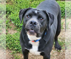 Beabull Dogs for adoption in Walnutport, PA, USA