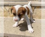 Puppy Trooper Parson Russell Terrier
