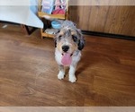 Small #2 Bernedoodle (Miniature)