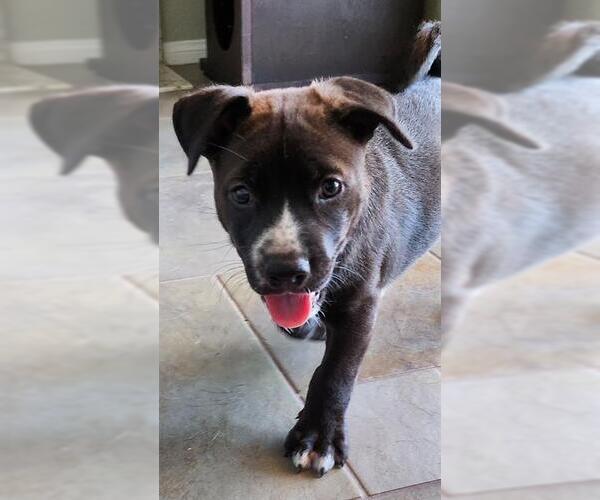 Medium Photo #1 Labrador Retriever Puppy For Sale in Camarillo, CA, USA
