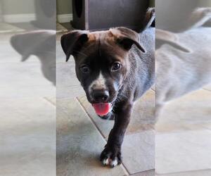 Labrador Retriever Dogs for adoption in Camarillo, CA, USA
