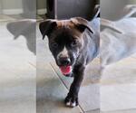 Small Labrador Retriever