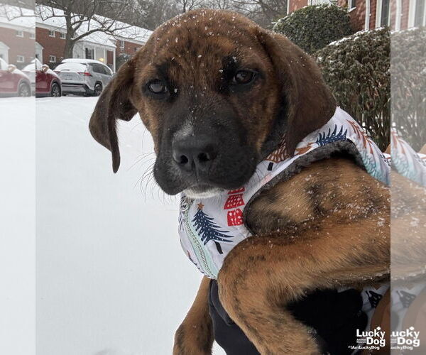Medium Photo #5 Plott Hound-Unknown Mix Puppy For Sale in Washington, DC, USA