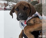 Small #4 Plott Hound Mix