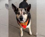 GOOBER - Female German Shepherd Dog Dog for Adoption - Small photo