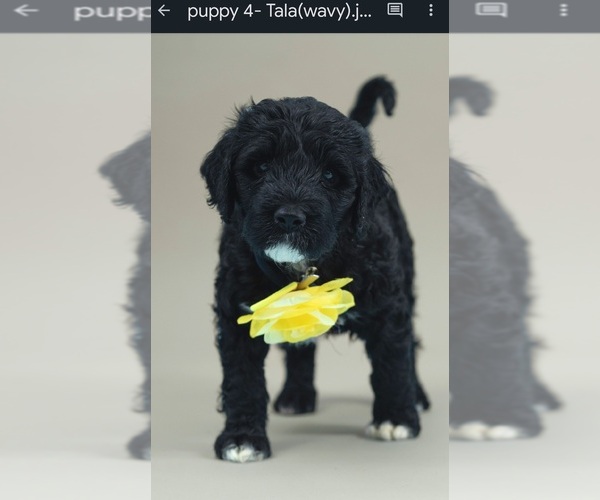 Medium Photo #10 Portuguese Water Dog Puppy For Sale in Guelph, Ontario, Canada