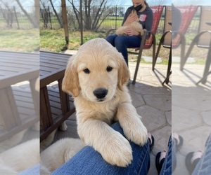 Golden Retriever Puppy for sale in WOODLAND, CA, USA