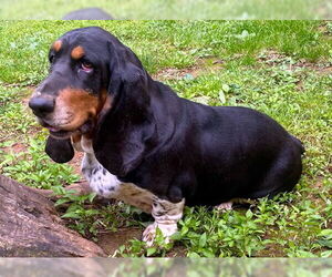 Basset Hound Dogs for adoption in Deepwater, NJ, USA